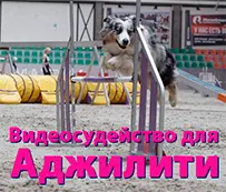 Видеосудейство для Аджилити